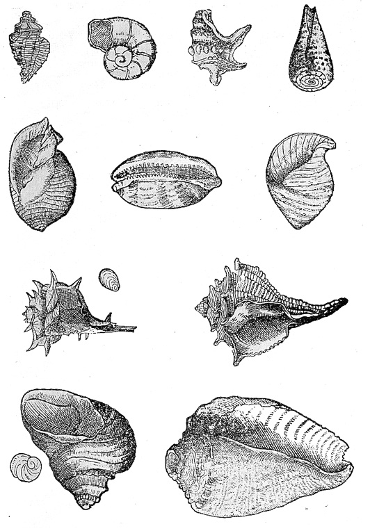 Ringraziamenti e vecchie illustrazioni...